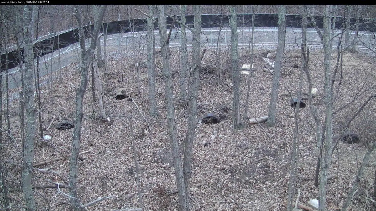 Bear Dens