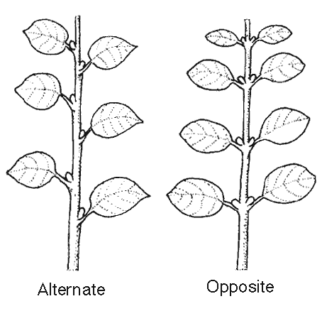 alternate vrs opposite leaves illustrated