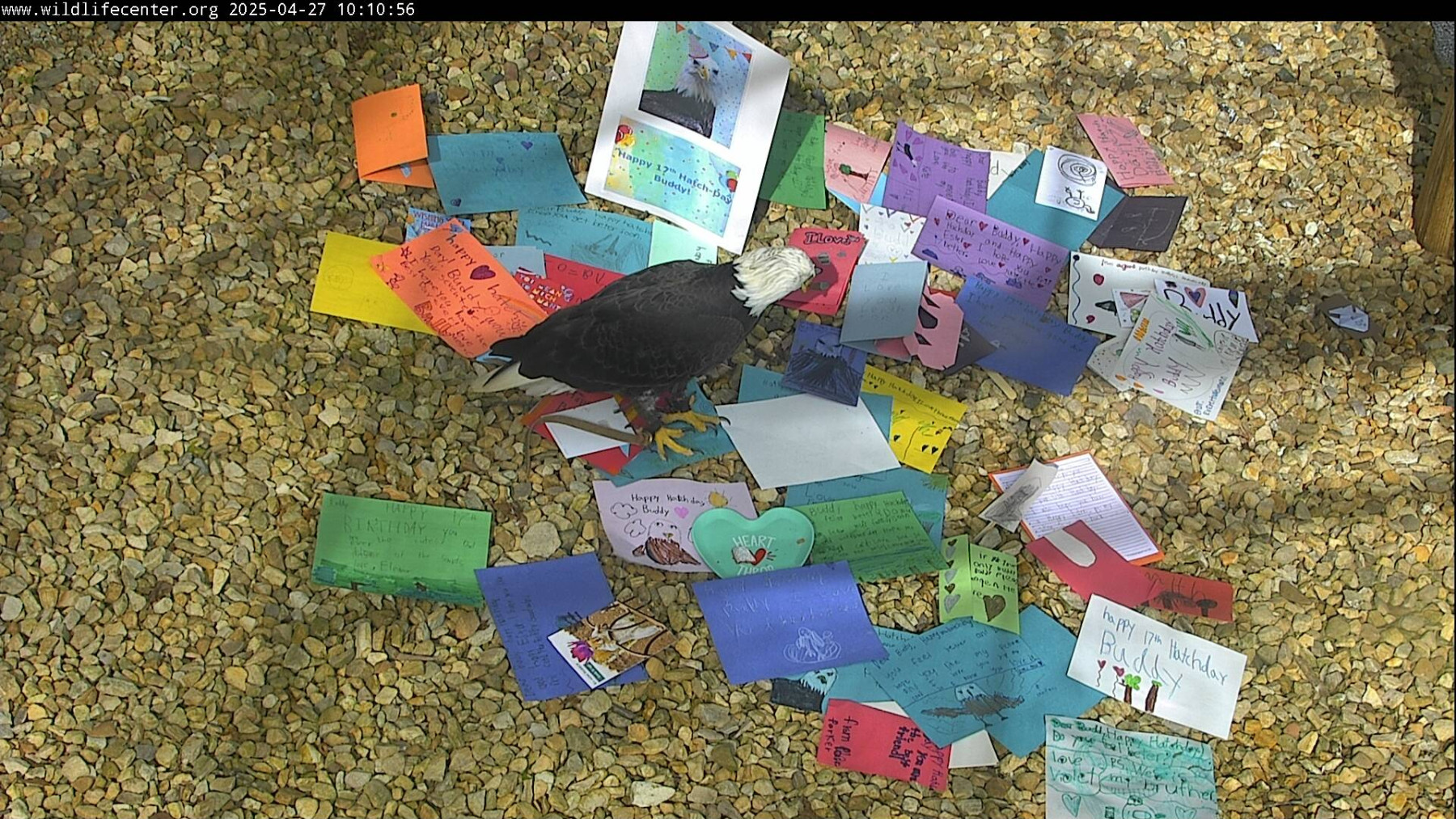 Buddy the Bald Eagle standing on a pile of his birthday cards