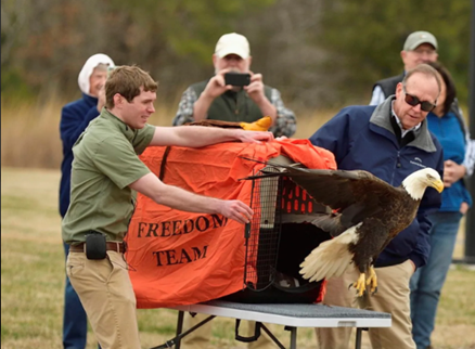 Bald Eagle #25-0150 released from crate