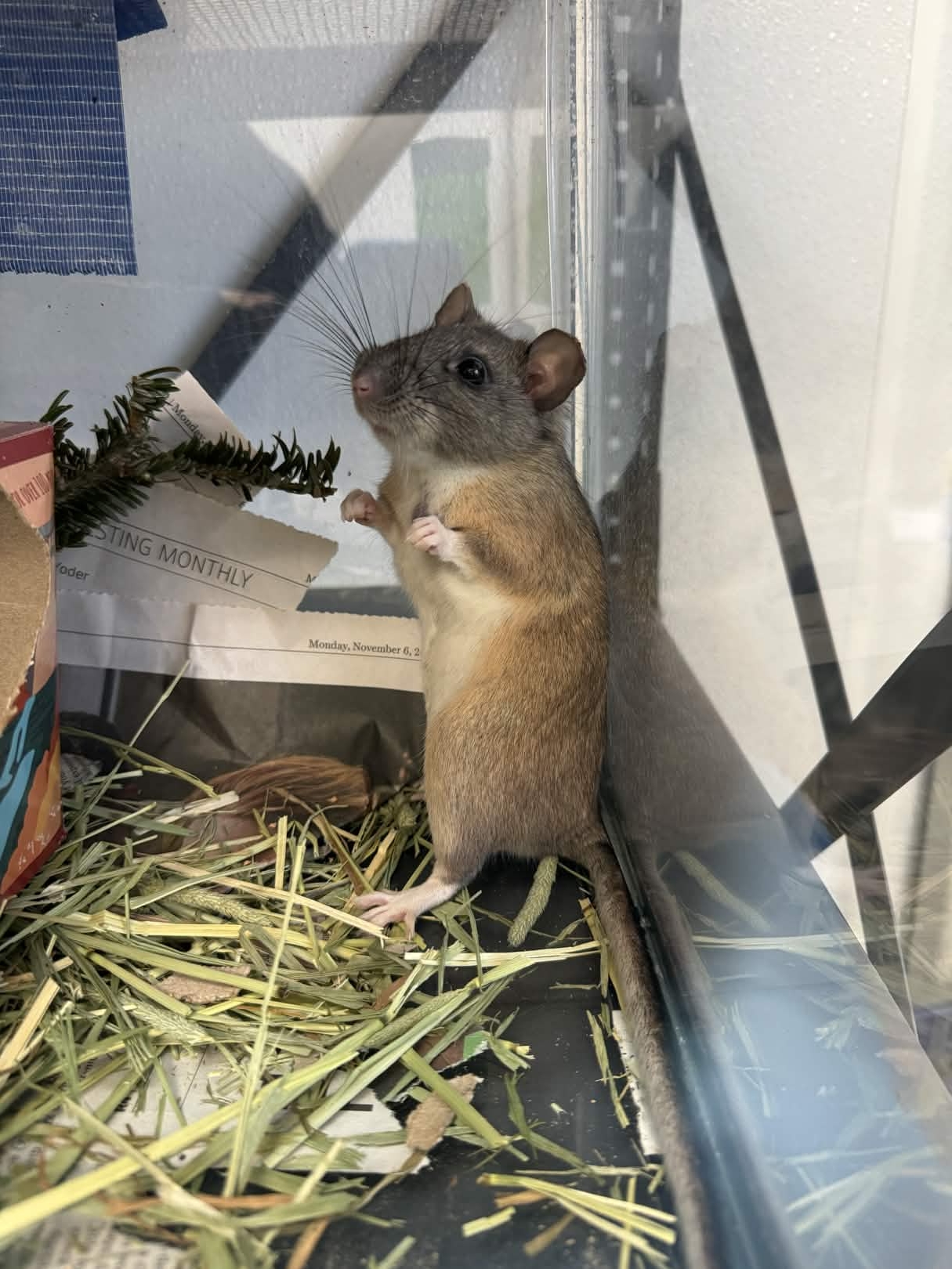 Eastern Woodrat patient standing up in corner of enclosure