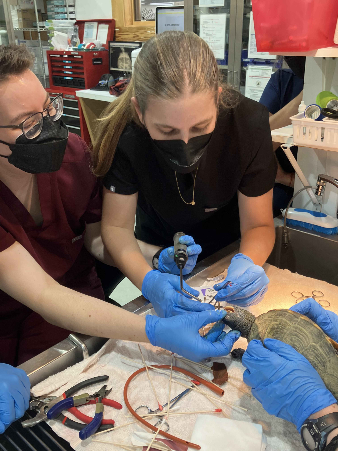 Veterinary staff removes hook from terrapin patient's mouth