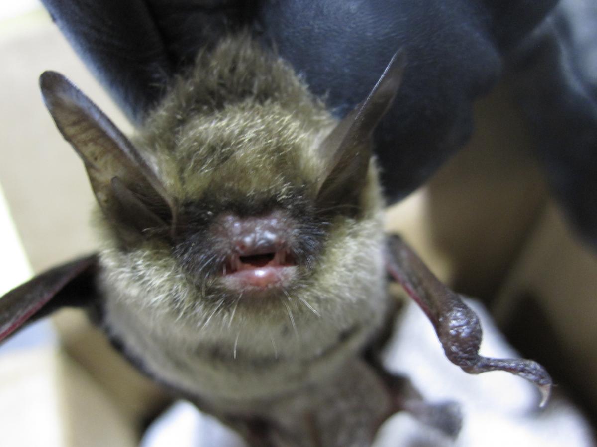 A close view of the face of a long-eared myotis bat. The bat has long ears and its mouth is slightly open. 