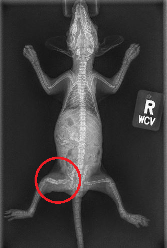A radiograph of an opossum with a fracture to the left femur, circled in red.