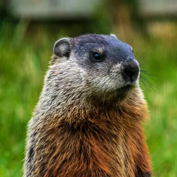 Groundhog