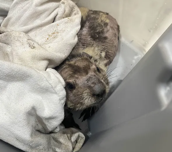 Woodchuck with alopecia as of January 2026
