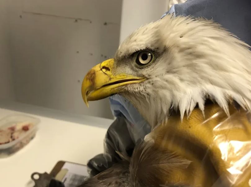 Bald Eagle patient closeup