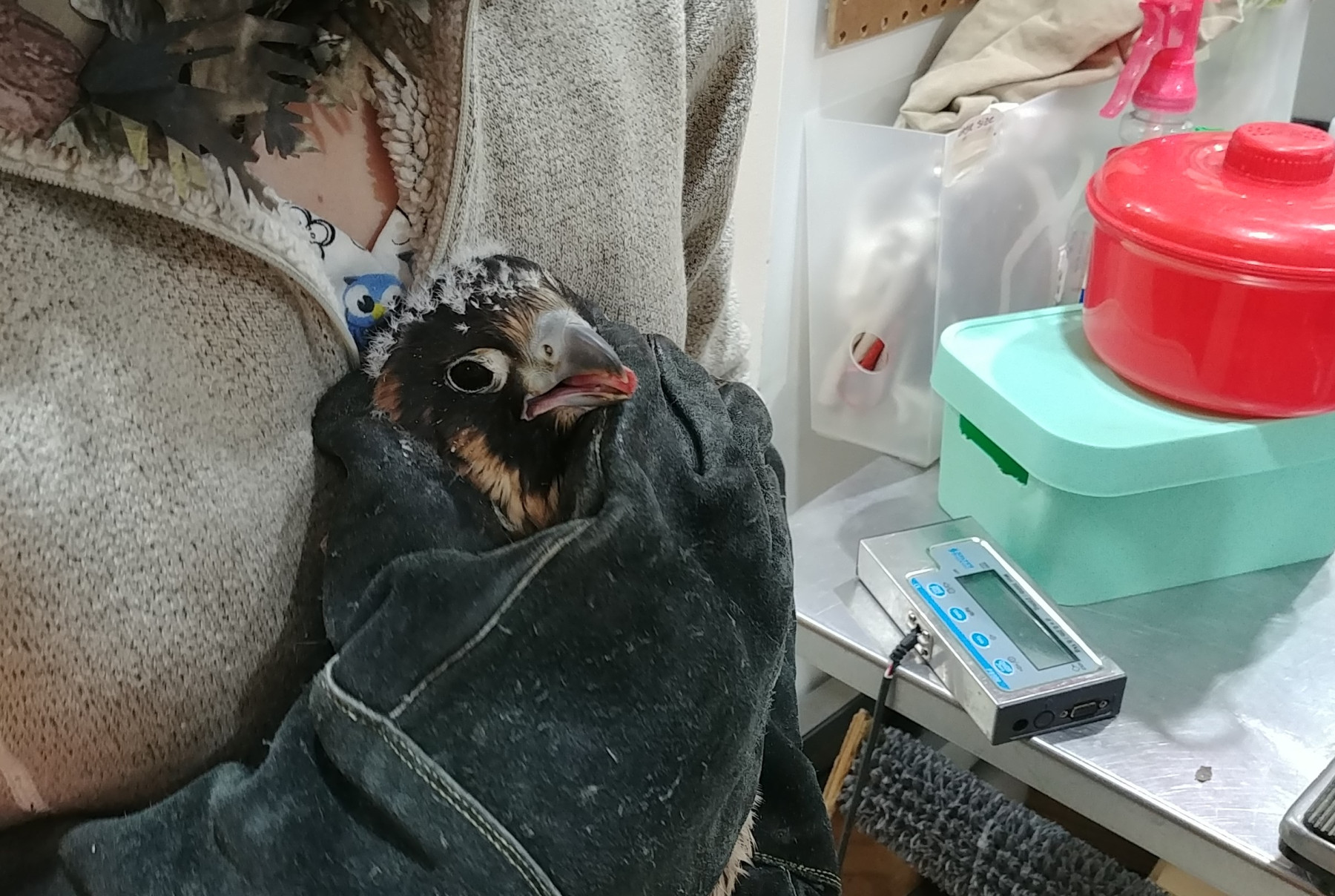 Patient photo