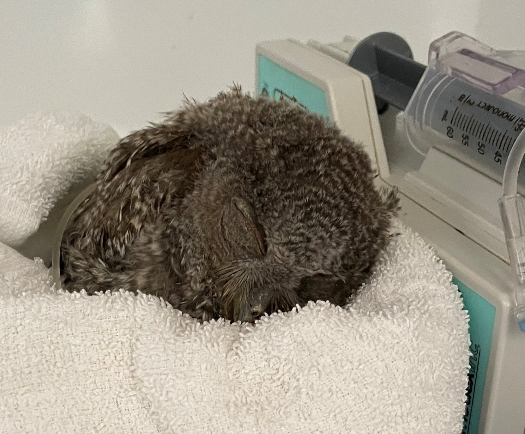 Patient photo