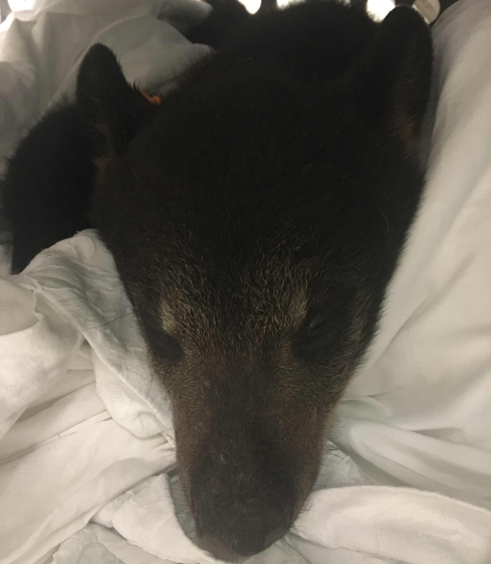 Patient photo