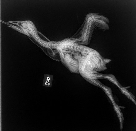 Black vulture hatchling radiograph side view