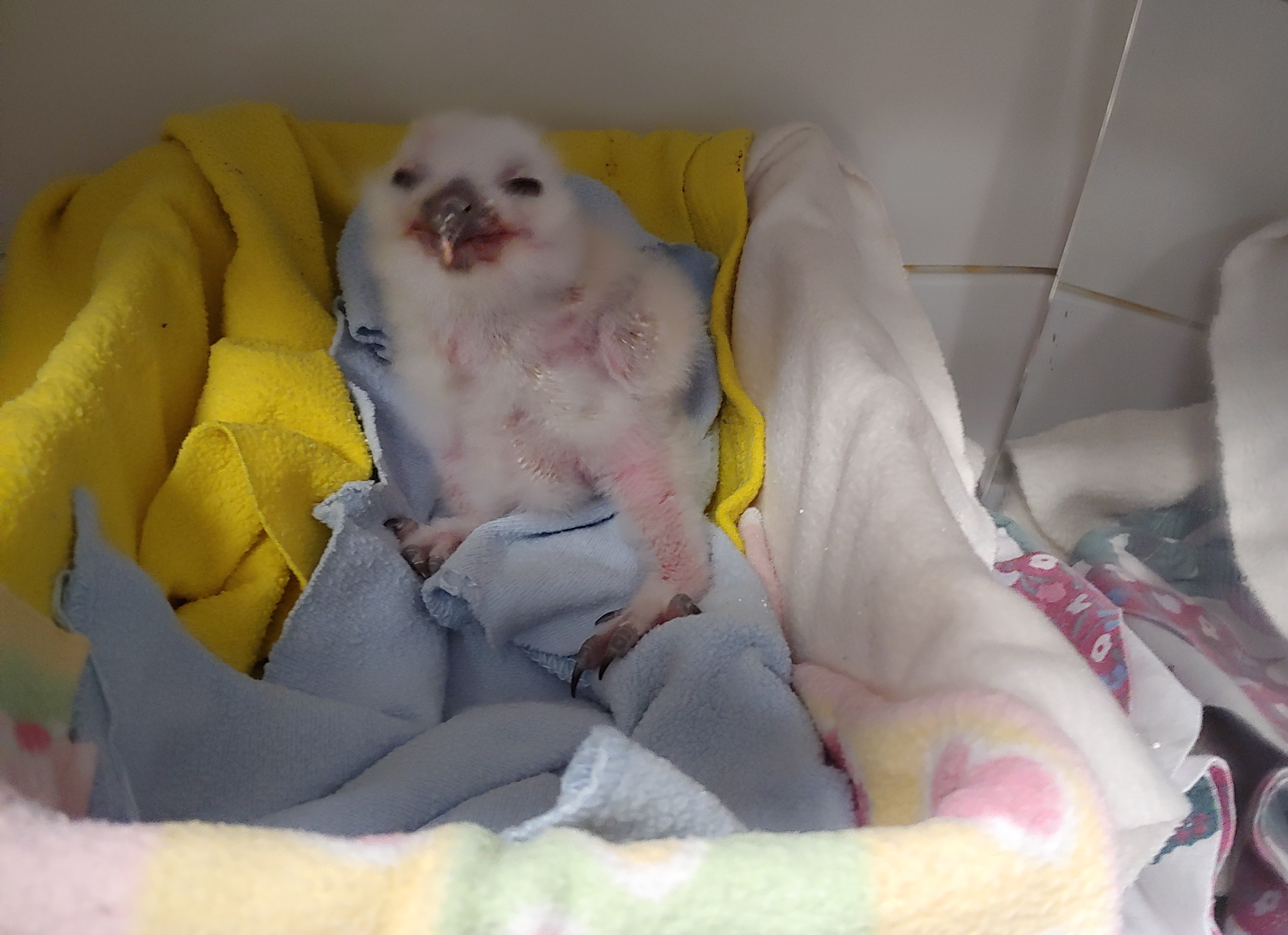 Patient photo