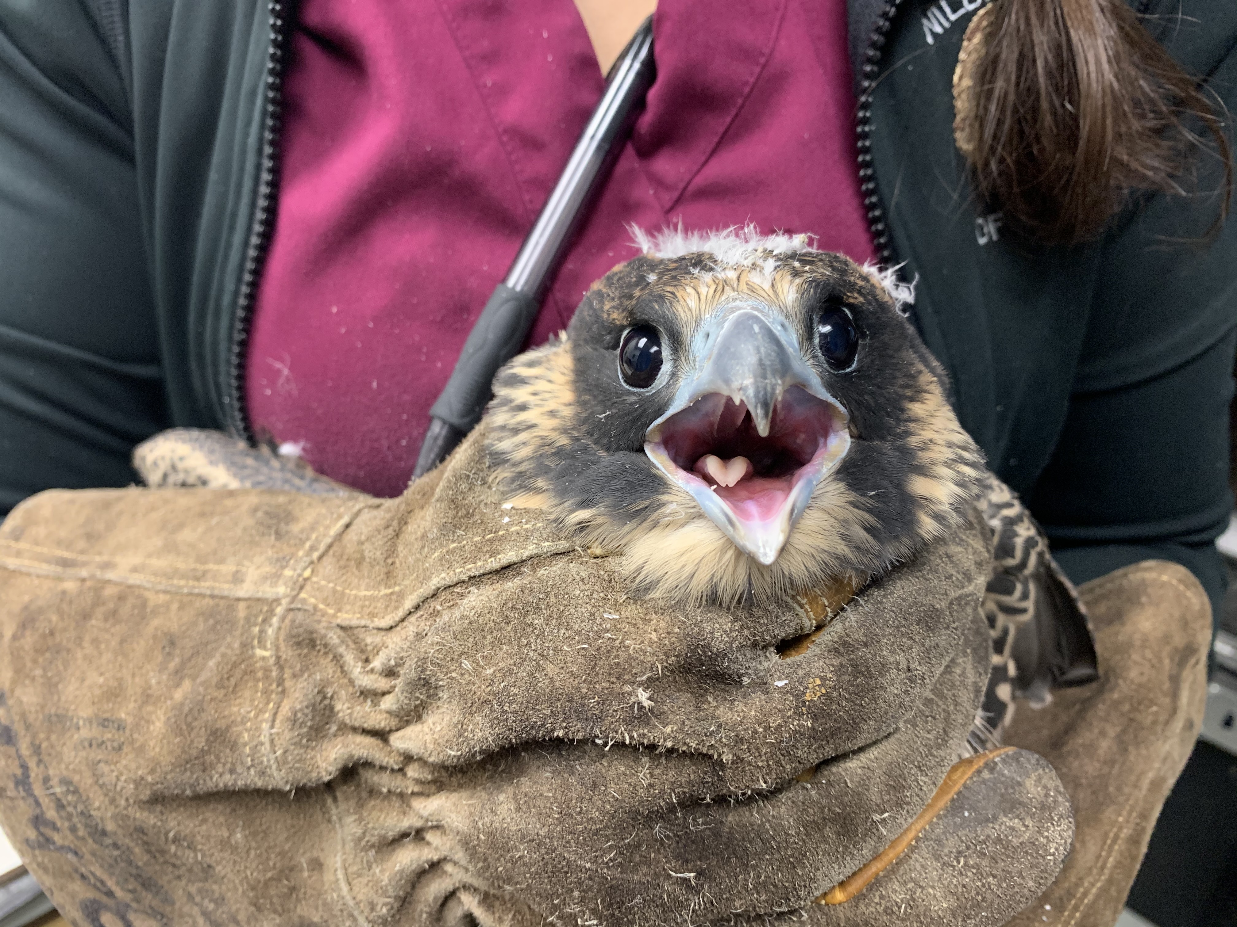 Patient photo
