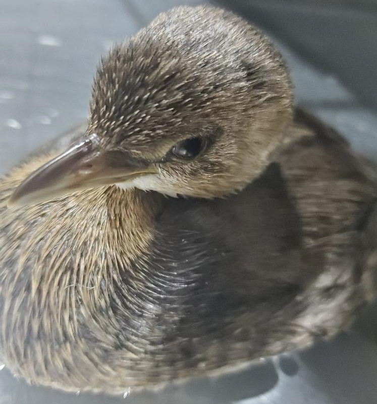 Patient photo