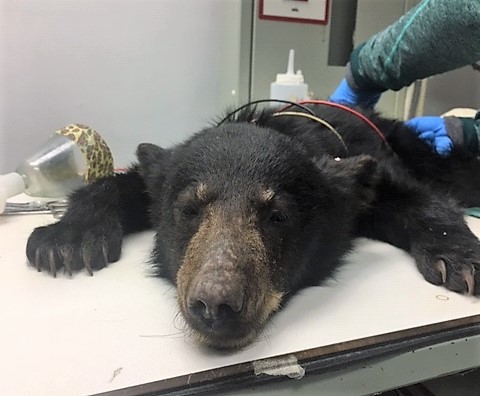 Patient photo