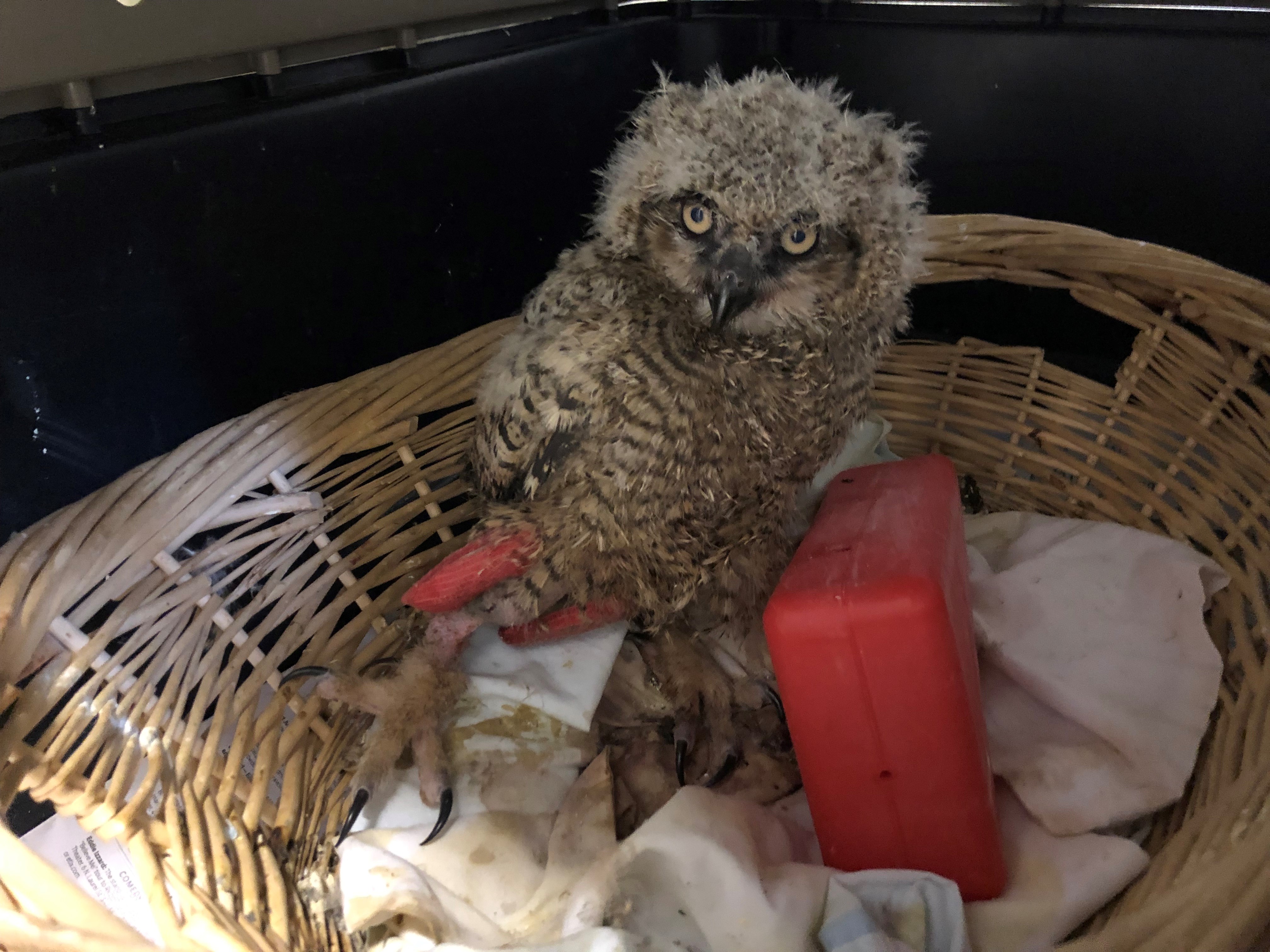 Patient photo