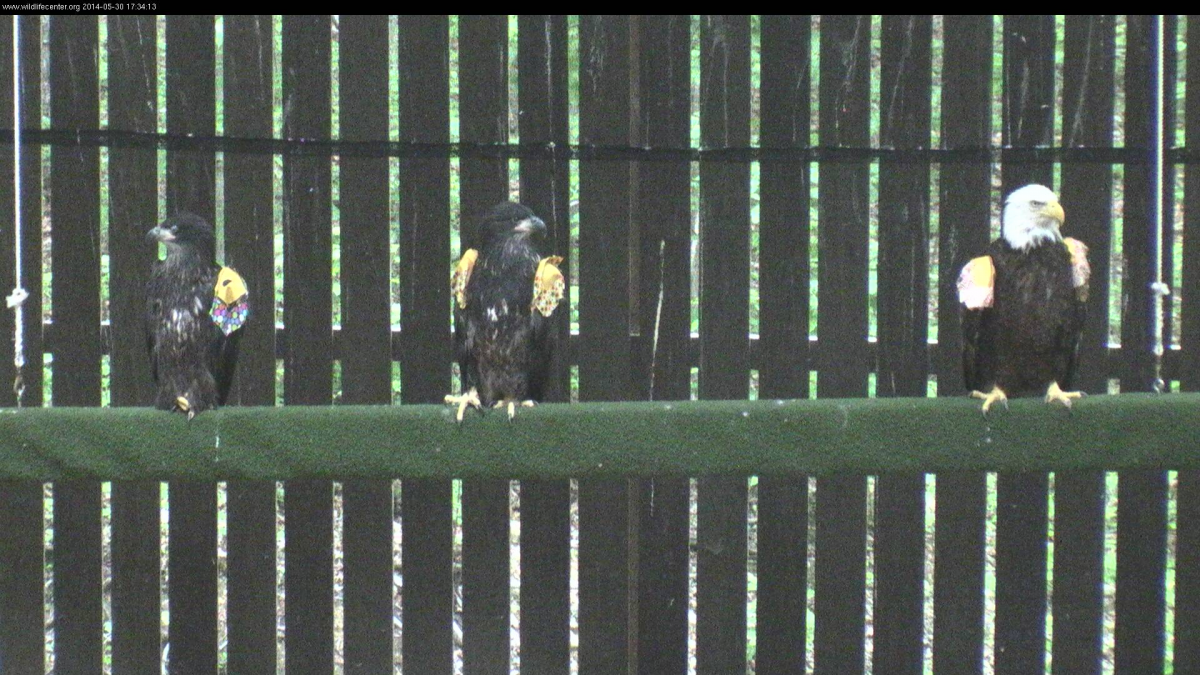 Eaglets on perches