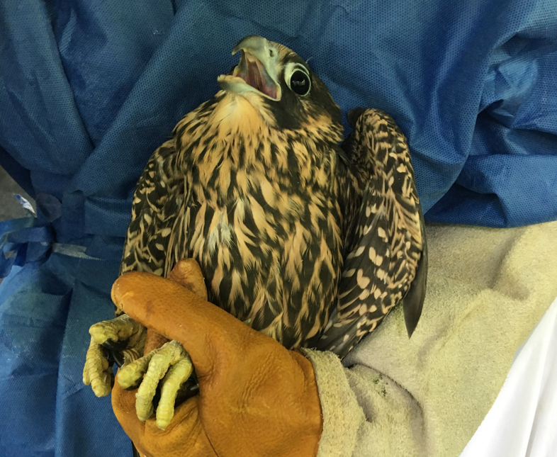 Patient photo