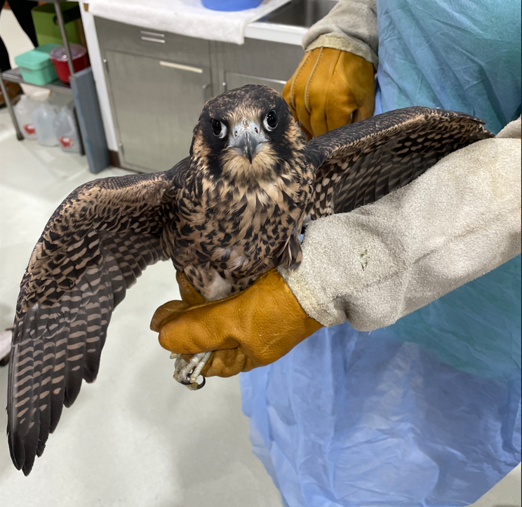 Patient photo