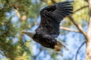 A mature Bald Eagle flies with pine trees in the background
