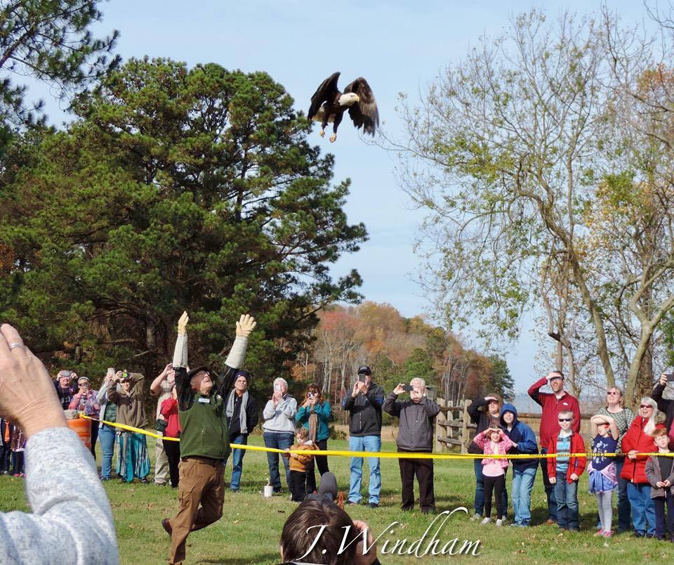 A mature Bald Eagle flies over a crowd of people