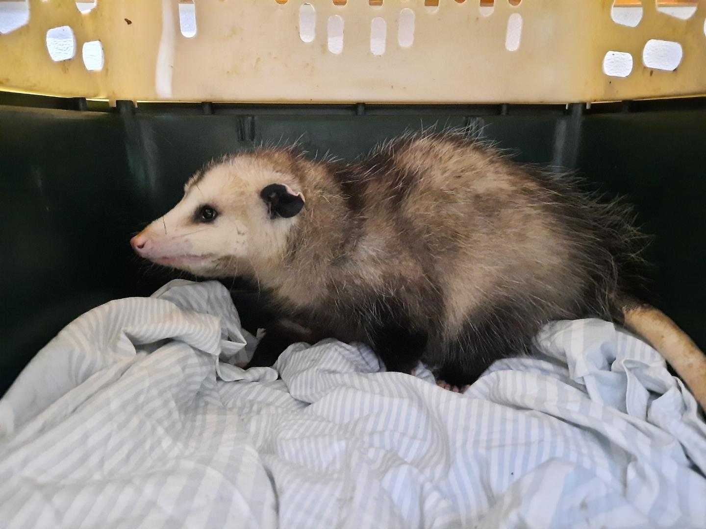Patient photo
