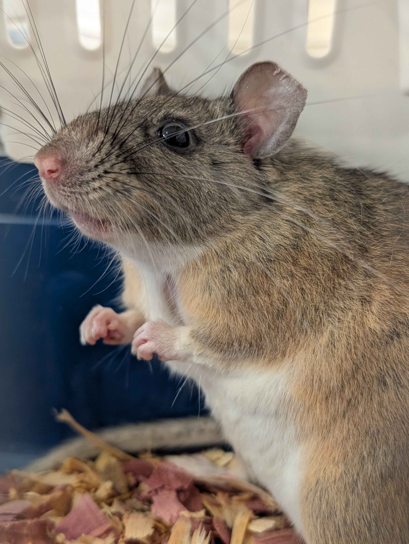 Patient photo