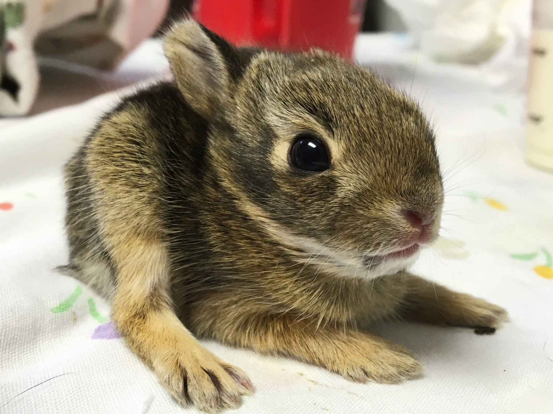 Patient photo