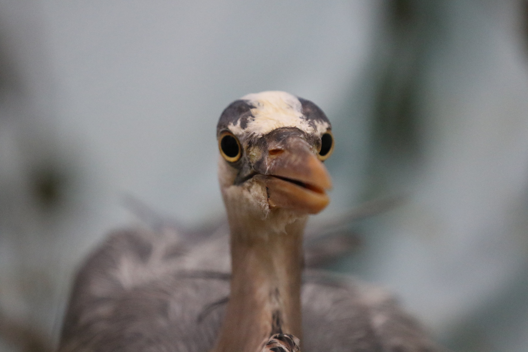 Patient photo