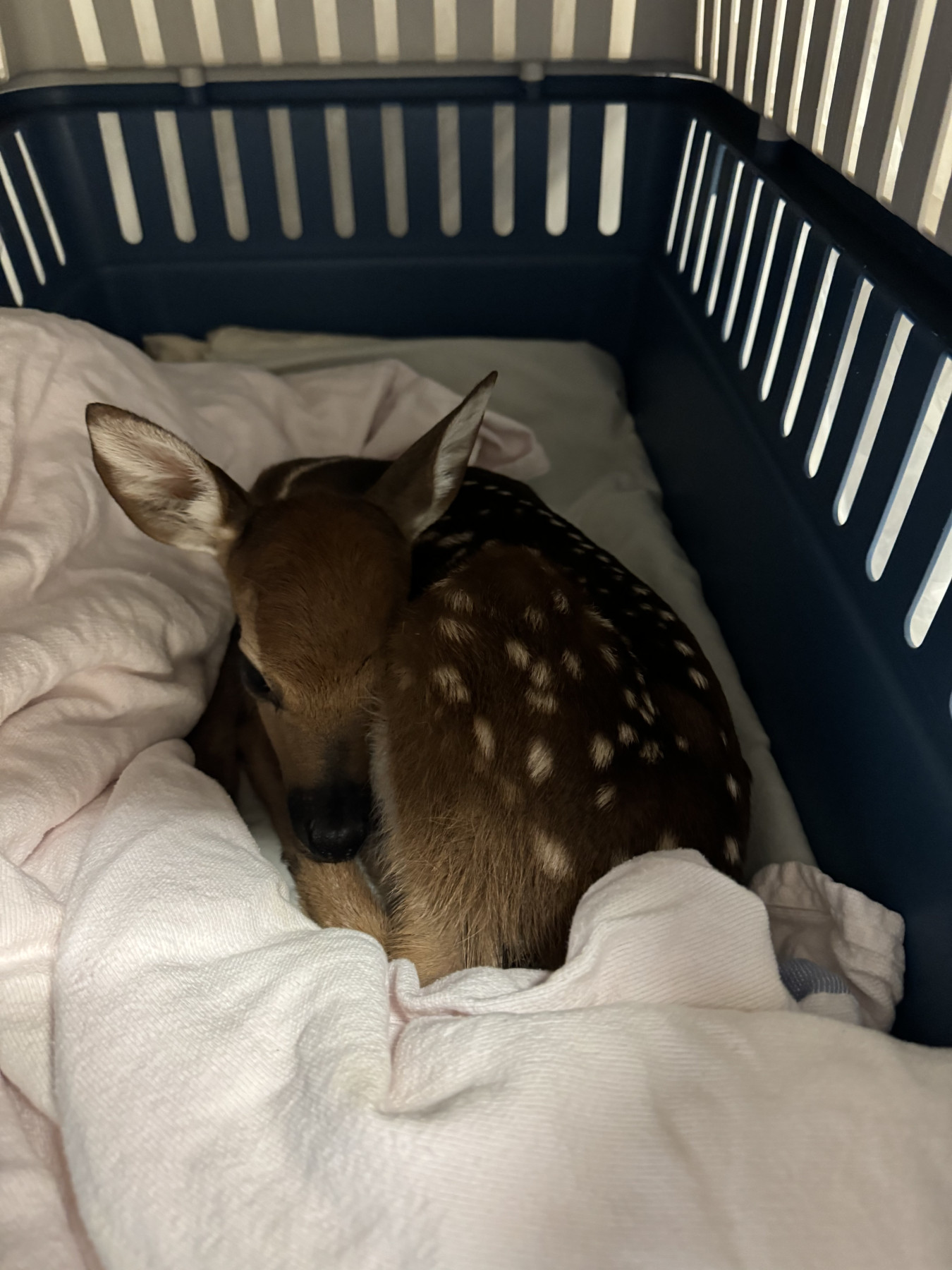 Patient photo