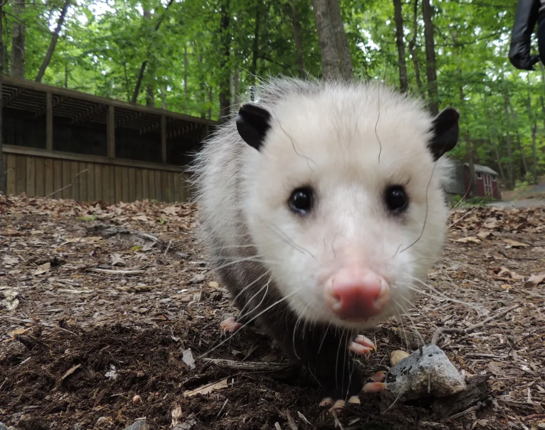 Pogo the education Virginia Opossum