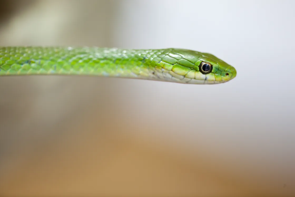 rough green snake closeup