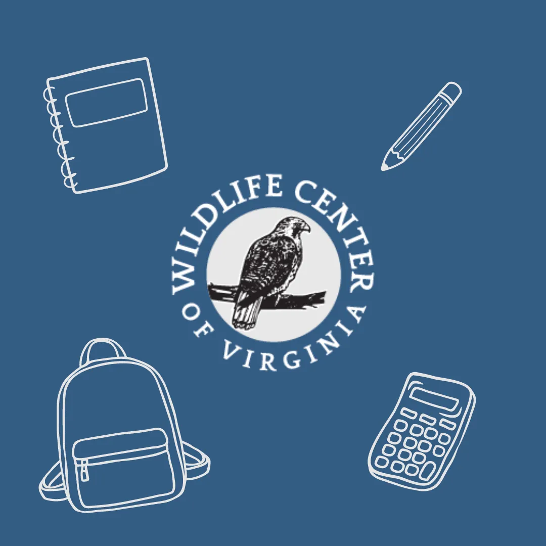 graphic with line drawings of school supplies