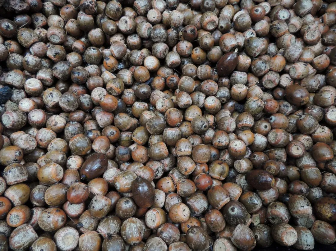 Nuts!