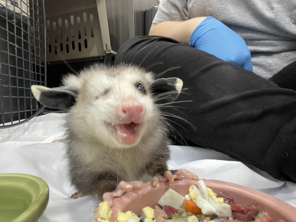 Virginia Opossum#25-2775 eating during a training session