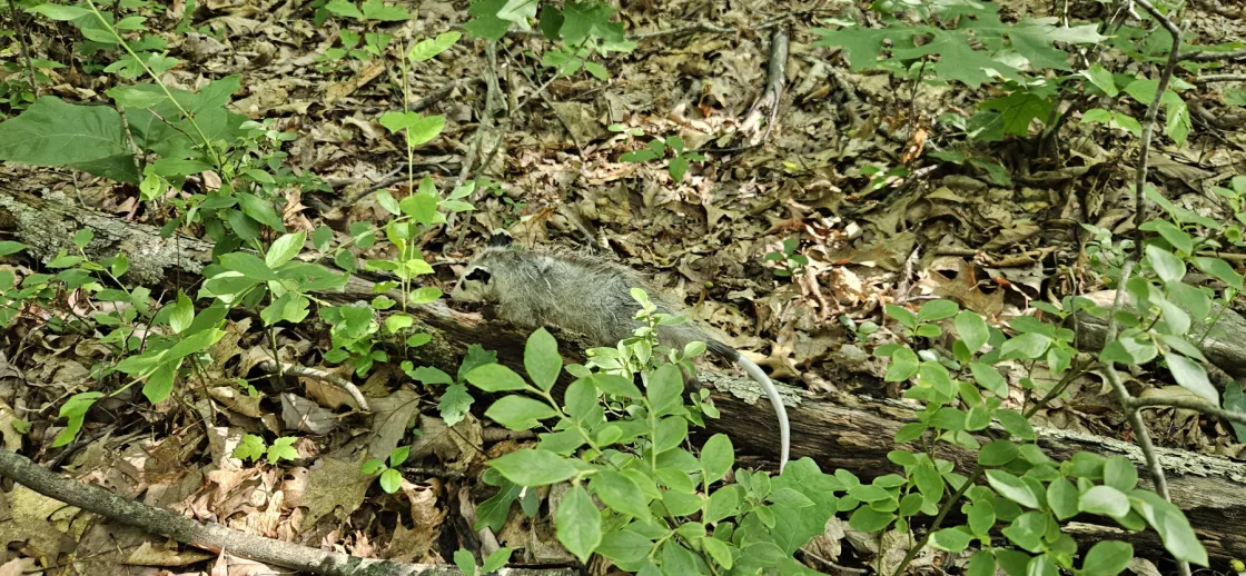 Juvenile opossum released back to the wild in a forested area