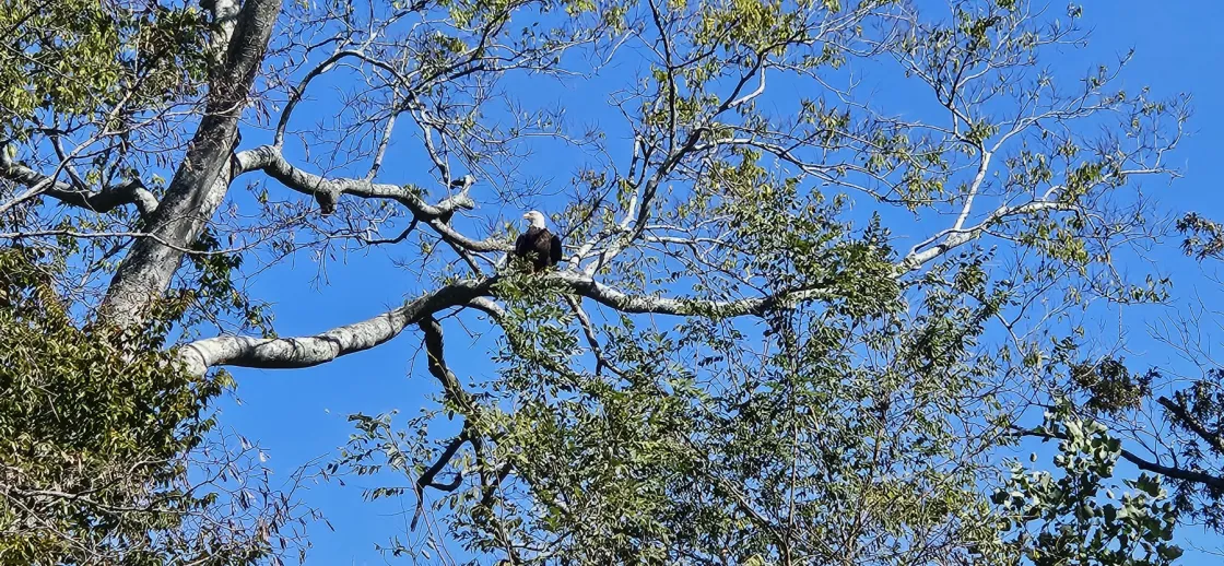  Bald Eagle #25-3791 perched on a tree at the release site  