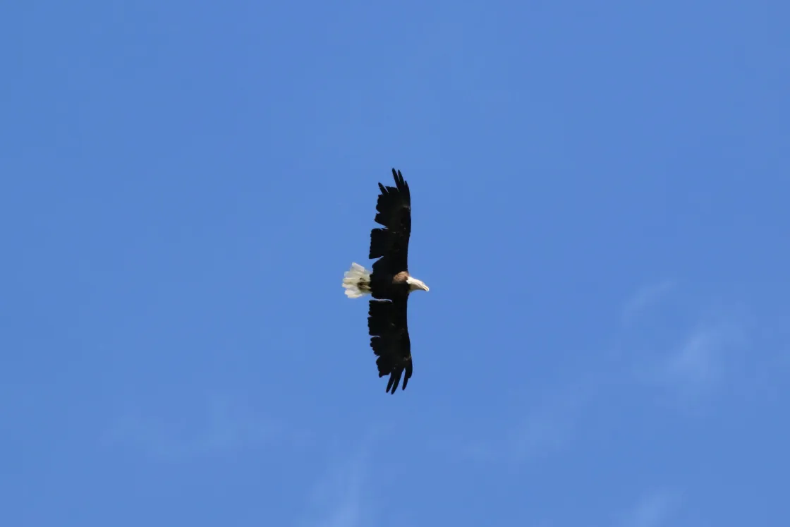Bald Eagle taking flight at a beautiful state park in Virginia