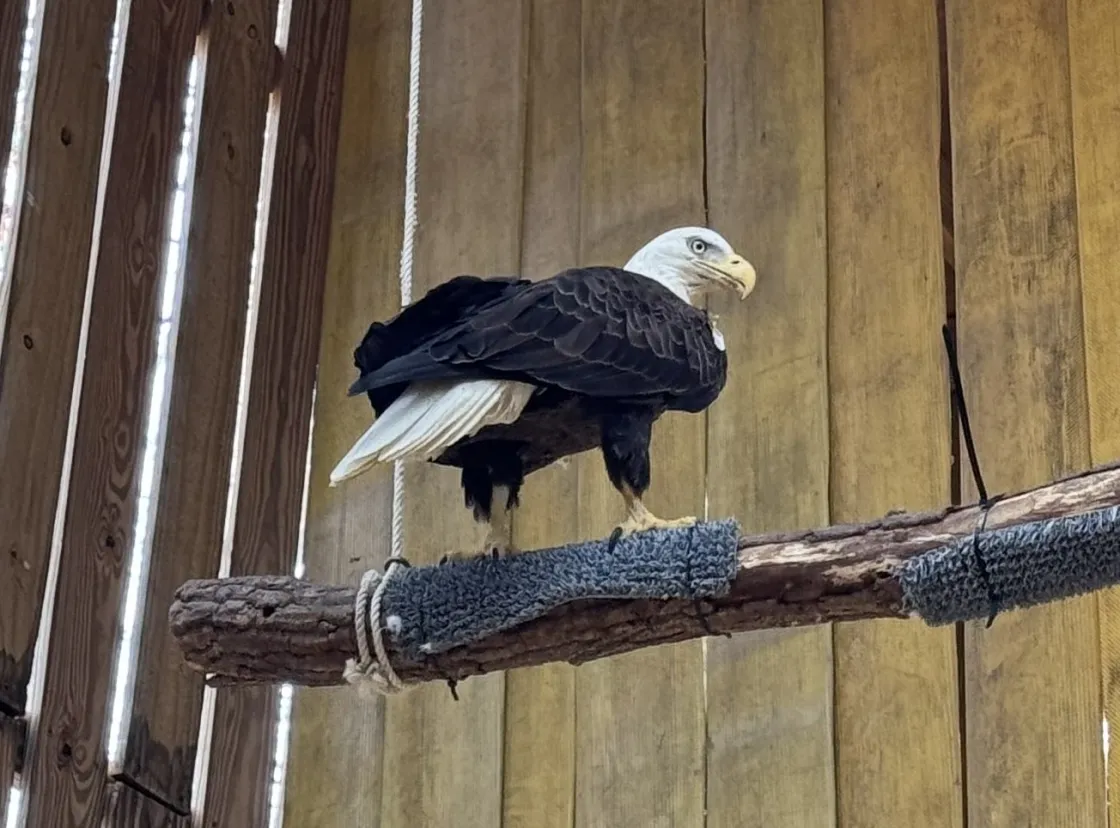Bald eagle on perch in flight pen