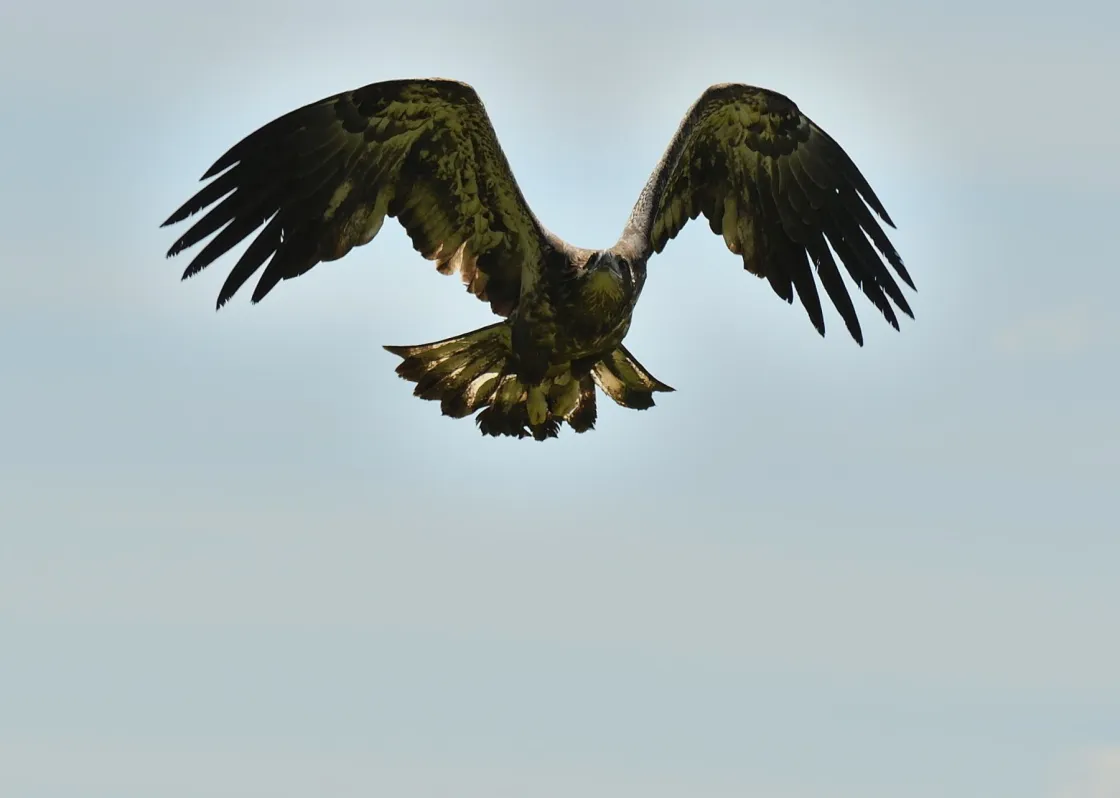 A juvenile Bald Eagle flies in a blue sky