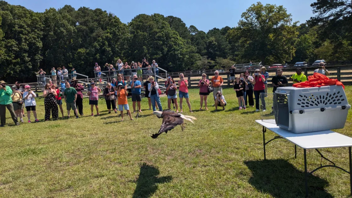 A crowd of people watch as a Bald Eagles flies free 