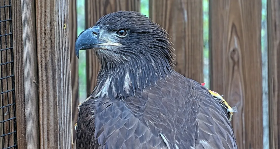 Bald Eagle #26-1644