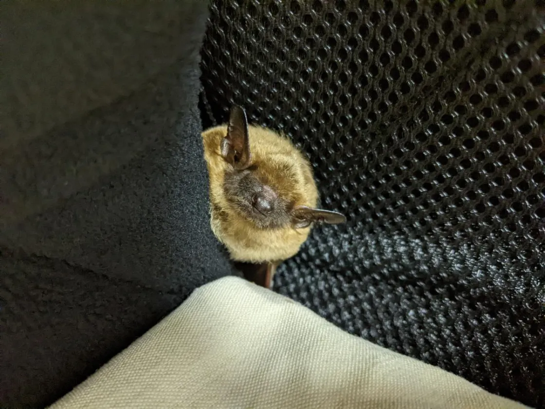 Big brown bat patient