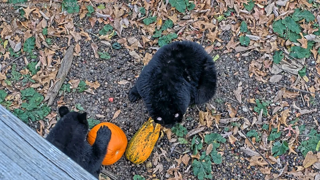 Black Bear cubs of 2025 Eating a Meal