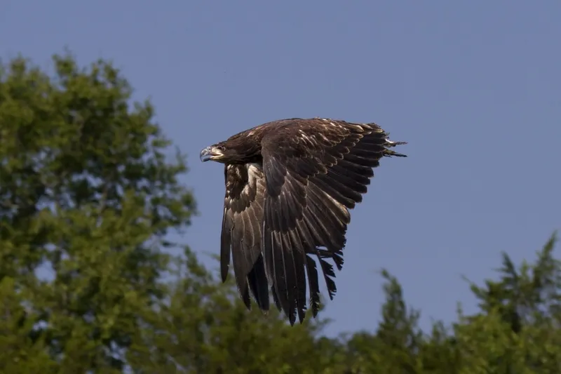 eagle in flight