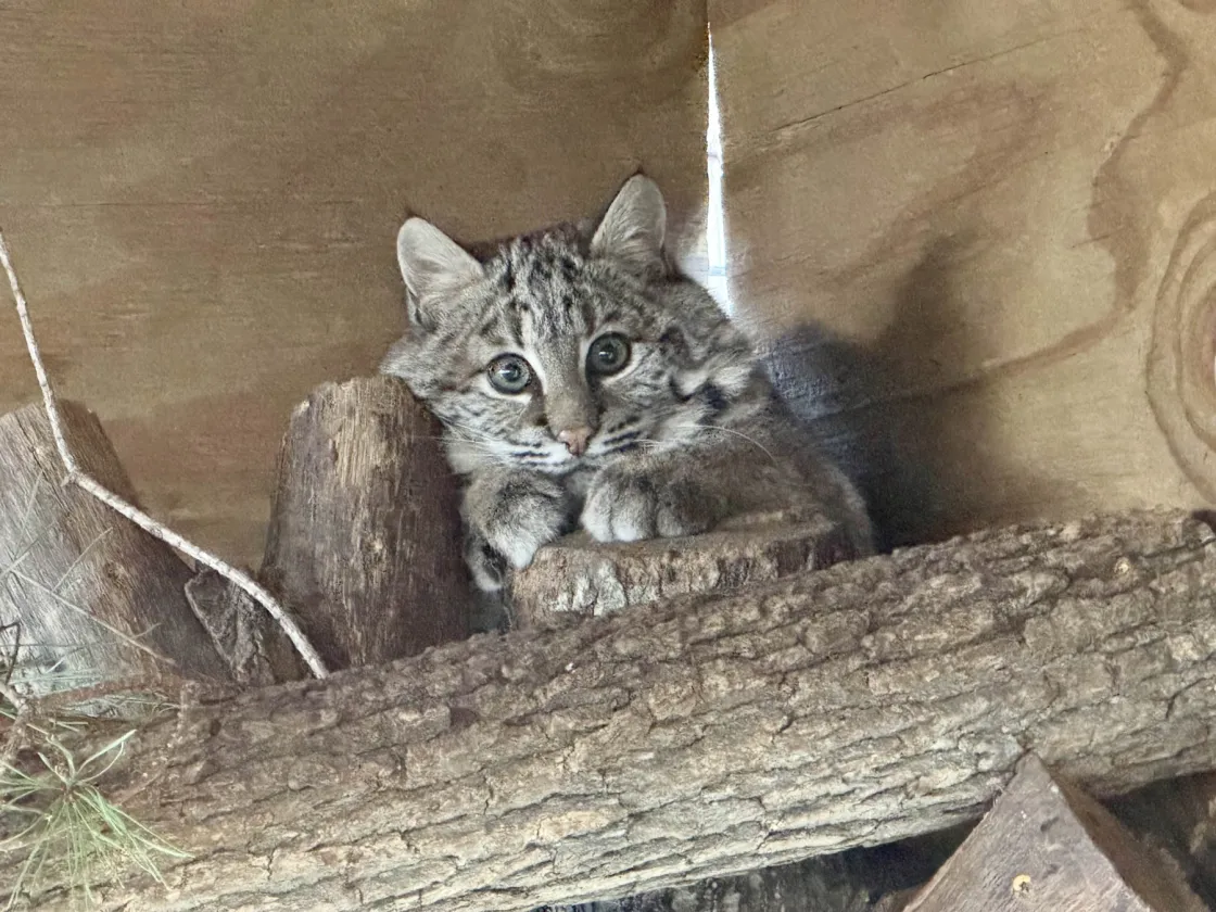 Bobcat #25-3628 sitting on a perch in her enclosure 