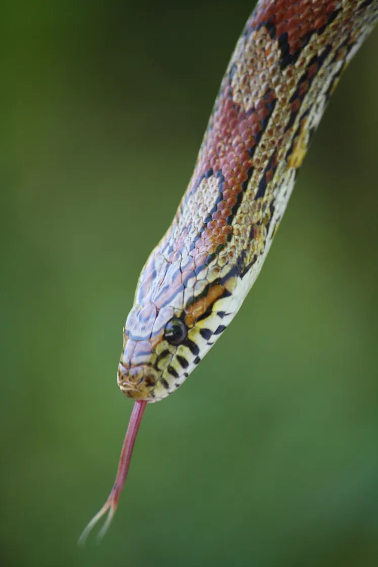 Corny the Red Cornsnake headshot