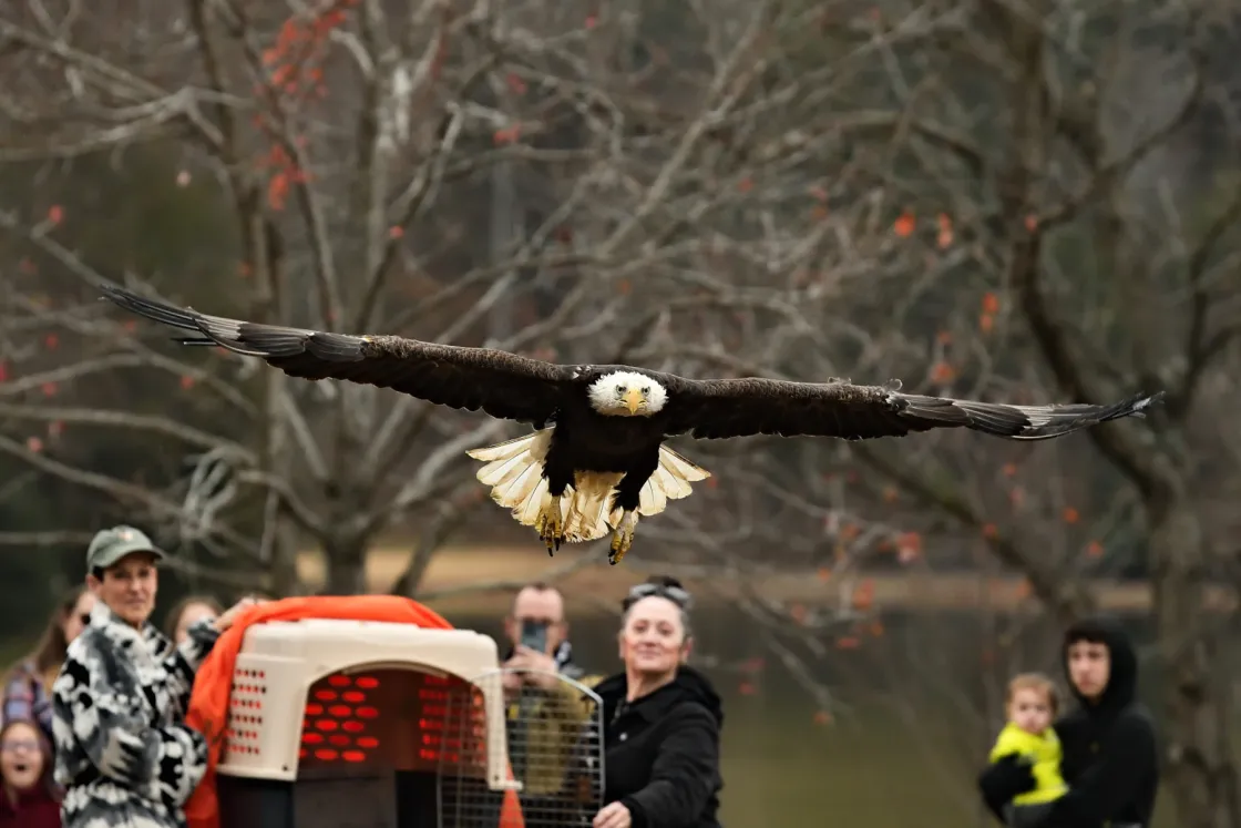 Bald Eagle Release credit Woody Mallory