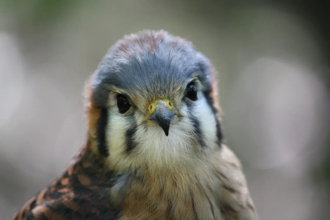 Edie the American Kestrel headshot