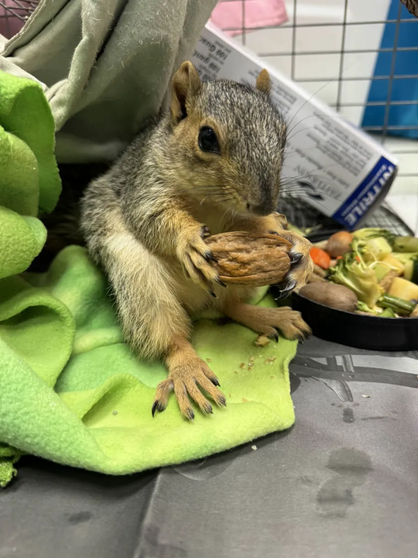A Fox Squirrel patient at the Center eating a walnut
